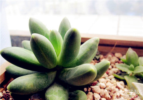 多肉千代田之松的養殖方法及繁殖方法