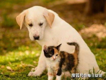 養一只狗要花多少錢？不算不知道，其實花費金額還不小