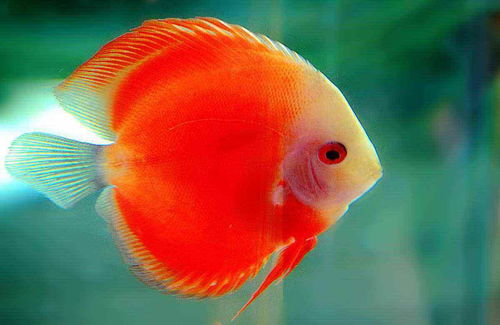 十大最好養觀賞魚，什么觀賞魚最好養活