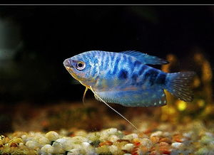 十大最好養觀賞魚，什么觀賞魚最好養活