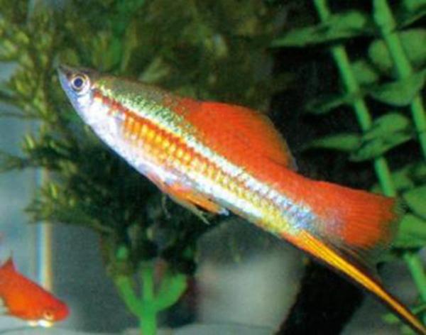 十大最好養觀賞魚，什么觀賞魚最好養活