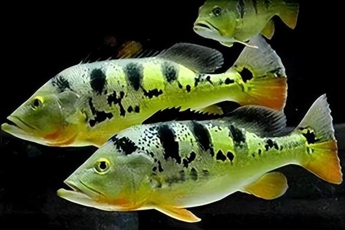 食肉觀賞魚_好養觀賞肉食魚_食肉的觀賞魚