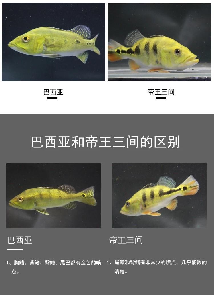 食肉的觀賞魚_好養觀賞肉食魚_食肉觀賞魚