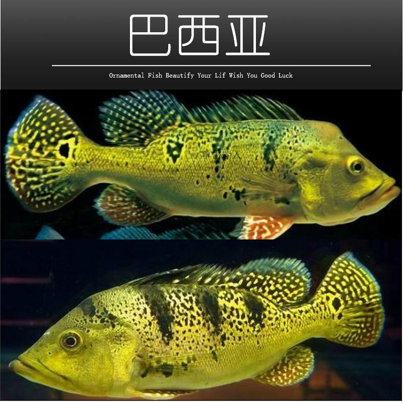 好養觀賞肉食魚_食肉的觀賞魚_食肉觀賞魚