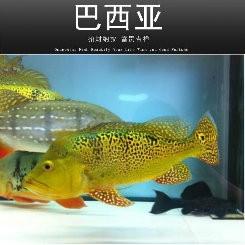 食肉觀賞魚_好養觀賞肉食魚_食肉的觀賞魚