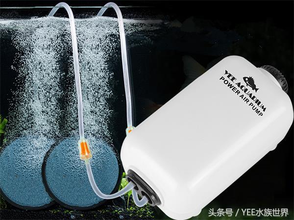 觀賞棒加熱魚用多大的魚_什么觀賞魚不用加熱棒_觀賞魚加熱棒調節最合適溫度