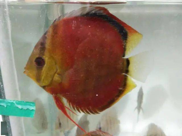 魚缸里養(yǎng)的小魚種類_魚缸小魚叫什么_最小的魚叫什么名字 魚缸里觀賞魚