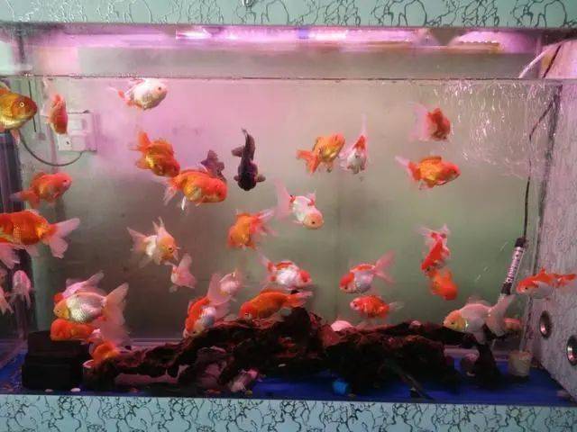 魚缸里養(yǎng)的小魚種類_最小的魚叫什么名字 魚缸里觀賞魚_魚缸小魚叫什么