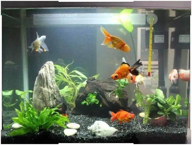 魚缸里養(yǎng)的小魚種類_魚缸小魚叫什么_最小的魚叫什么名字 魚缸里觀賞魚