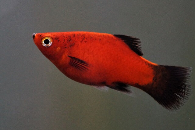 最好看的觀賞魚排行榜購買_十大最好看的觀賞魚_觀賞魚最好看的種類