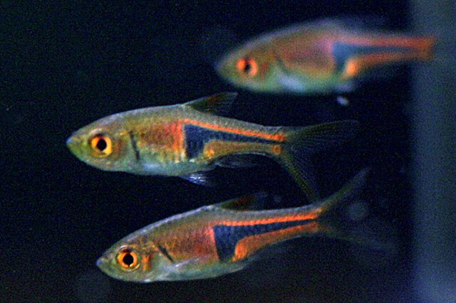 最好看的觀賞魚排行榜購買_觀賞魚最好看的種類_十大最好看的觀賞魚