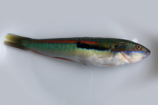 觀賞魚最好看的種類_最好看的觀賞魚排行榜購買_十大最好看的觀賞魚