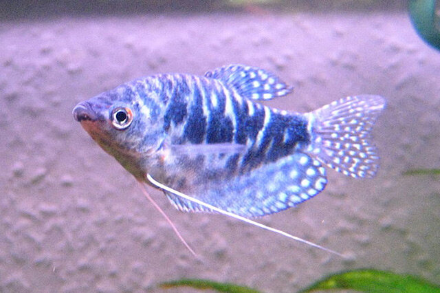 十大最好看的觀賞魚_觀賞魚最好看的種類_最好看的觀賞魚排行榜購買