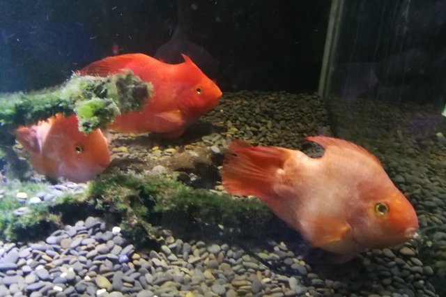 十大最好看的觀賞魚_觀賞魚最好看的種類_最好看的觀賞魚排行榜購買