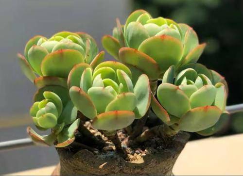 多肉碧桃好養活嗎_多肉碧桃繁殖方法_多肉碧桃怎么繁殖