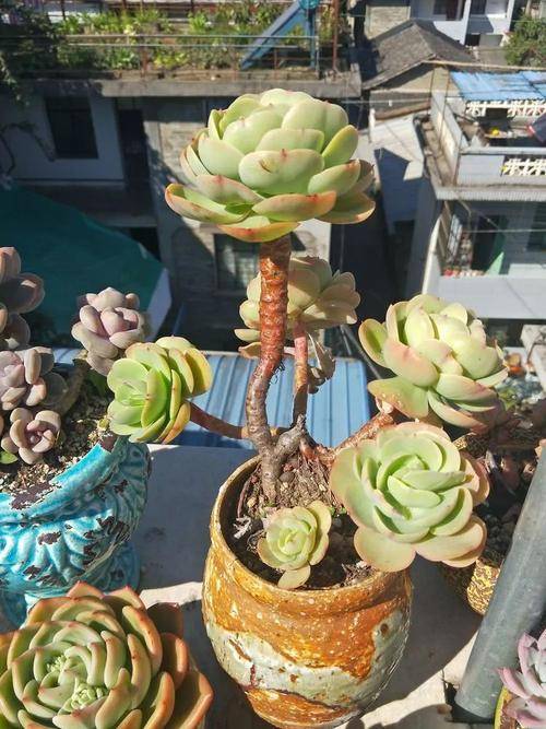 多肉碧桃怎么繁殖_多肉碧桃繁殖方法_多肉碧桃好養活嗎