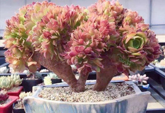 春天栽多肉注意事項_春天種多肉的最佳時間_多肉春天什么時候可以施肥