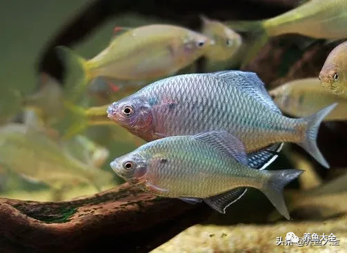 冷水觀賞大全品種魚圖片高清_冷水觀賞大全品種魚圖片及價格_冷水觀賞魚品種大全及圖片