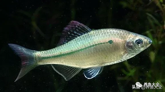 冷水觀賞大全品種魚圖片高清_冷水觀賞魚品種大全及圖片_冷水觀賞大全品種魚圖片及價格