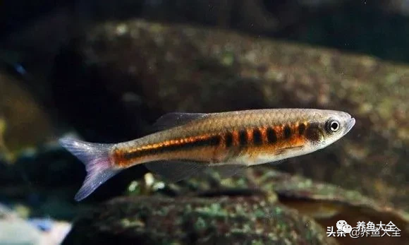 冷水觀賞大全品種魚圖片高清_冷水觀賞大全品種魚圖片及價格_冷水觀賞魚品種大全及圖片