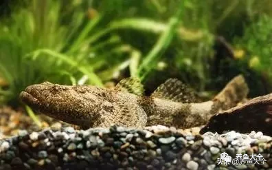 冷水觀賞大全品種魚圖片及價格_冷水觀賞魚品種大全及圖片_冷水觀賞大全品種魚圖片高清