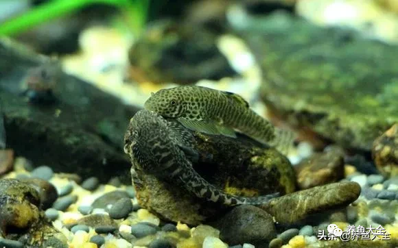 冷水觀賞大全品種魚圖片及價格_冷水觀賞魚品種大全及圖片_冷水觀賞大全品種魚圖片高清