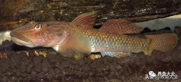 冷水觀賞大全品種魚圖片高清_冷水觀賞大全品種魚圖片及價格_冷水觀賞魚品種大全及圖片