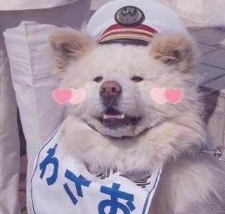 給狗狗取名要注意，這幾個(gè)“禁區(qū)”，最好別