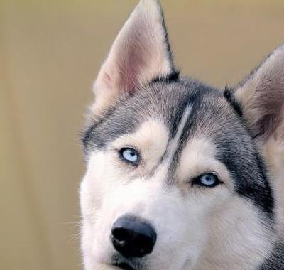 好聽狗狗獨特名字女生_狗狗好聽的獨特名字2019_狗狗好聽的獨特名字