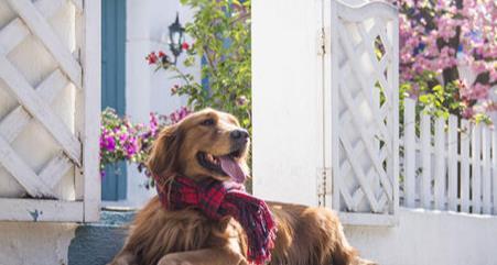 狗狗好聽的獨特名字2019_好聽狗狗獨特名字女生_狗狗好聽的獨特名字