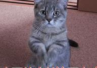 狗狗好聽的獨特名字2019_好聽狗狗獨特名字女生_狗狗好聽的獨特名字