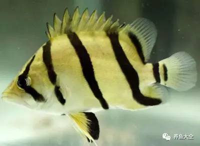 觀賞魚吃可以喂食嗎_觀賞魚吃可以喂什么_觀賞魚可以吃不