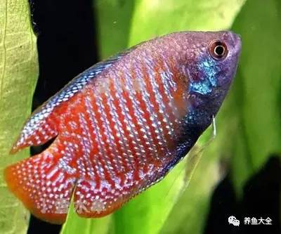 觀賞魚可以吃不_觀賞魚吃可以喂什么_觀賞魚吃可以喂食嗎