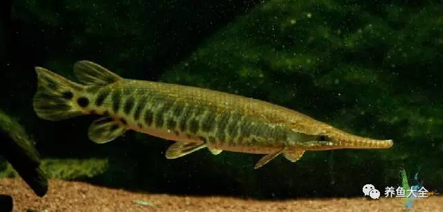 觀賞魚吃可以喂食嗎_觀賞魚吃可以喂什么_觀賞魚可以吃不