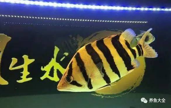 觀賞魚吃可以喂食嗎_觀賞魚吃可以喂什么_觀賞魚可以吃不