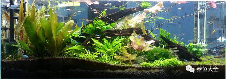 觀賞魚吃可以喂食嗎_觀賞魚吃可以喂什么_觀賞魚可以吃不