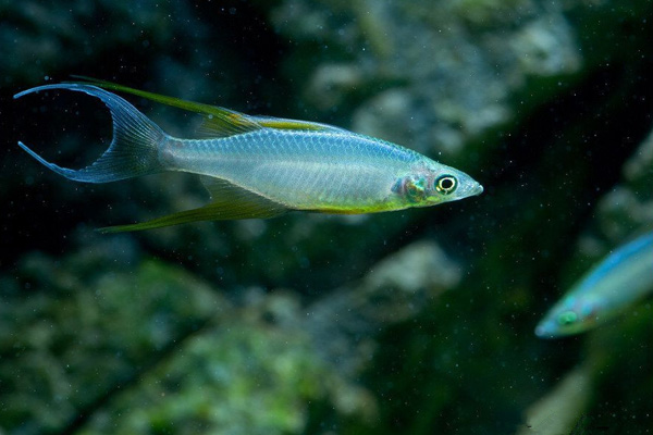 美人魚(yú)和黑美人魚(yú)_美人魚(yú)變黑了_黑美人魚(yú)觀賞魚(yú)