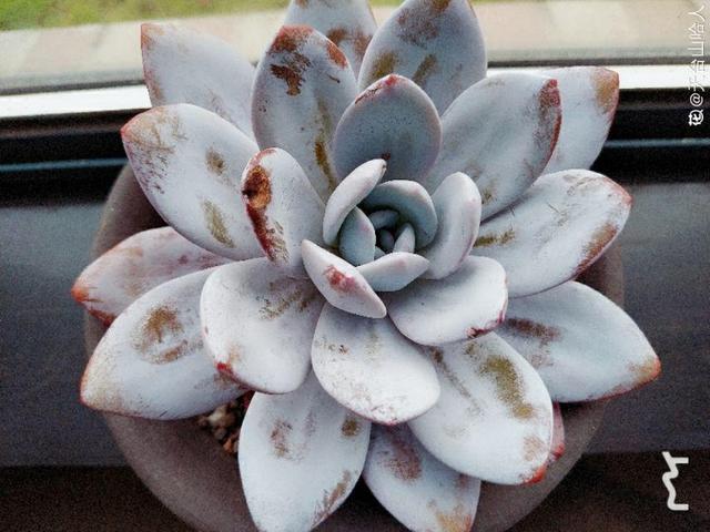 多肉植物八千代_多肉八千代的養(yǎng)護(hù)_八千代多肉好養(yǎng)嗎