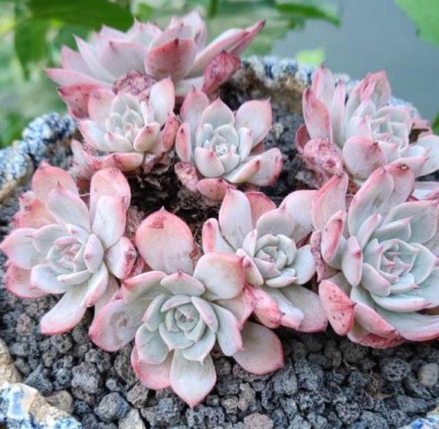 多肉八千代的養(yǎng)護(hù)_八千代多肉好養(yǎng)嗎_多肉植物八千代