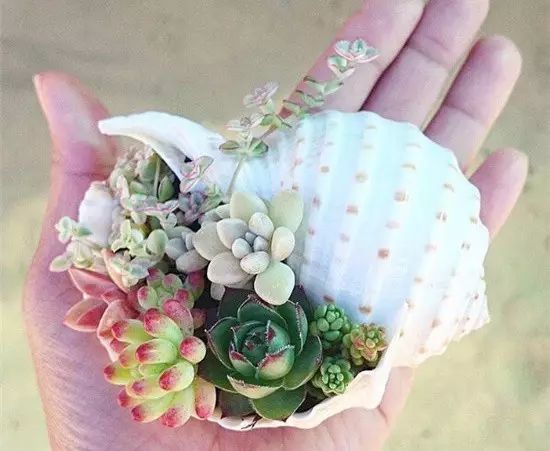 多肉白菊怎么養成群_多肉白菊怎么樣養才爆仔_多肉白菊怎么繁殖