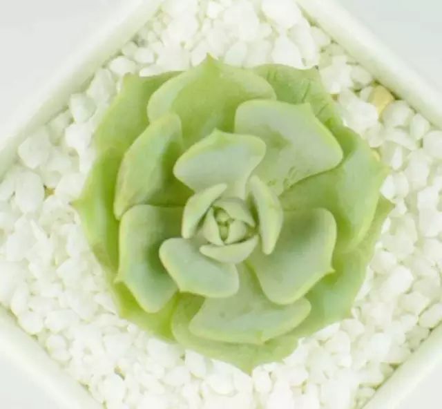 多肉白菊怎么樣養才爆仔_多肉白菊怎么養成群_多肉白菊怎么繁殖