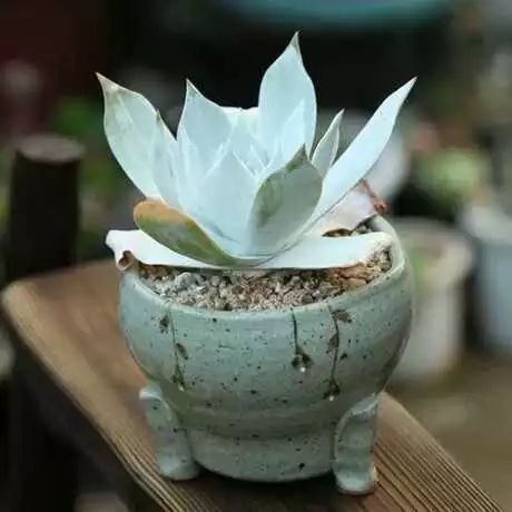 多肉白菊怎么樣養才爆仔_多肉白菊怎么繁殖_多肉白菊怎么養成群