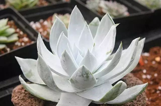 多肉白菊怎么養成群_多肉白菊怎么樣養才爆仔_多肉白菊怎么繁殖