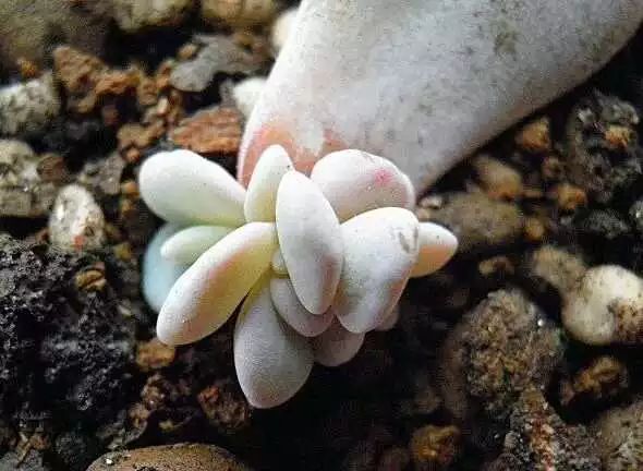 多肉白菊怎么養成群_多肉白菊怎么樣養才爆仔_多肉白菊怎么繁殖