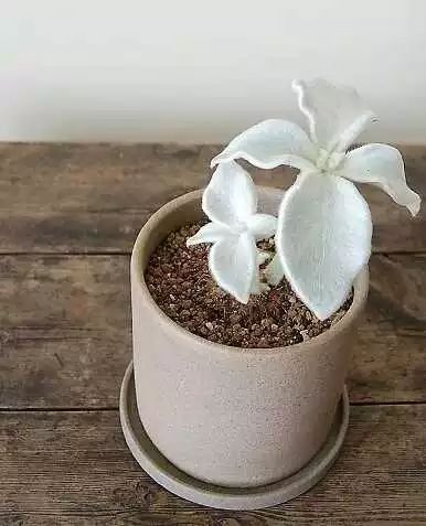 多肉白菊怎么樣養才爆仔_多肉白菊怎么養成群_多肉白菊怎么繁殖