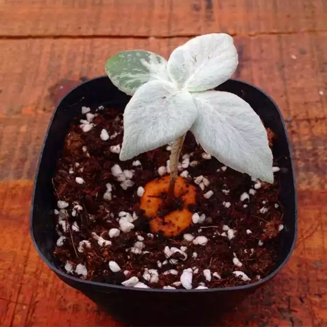 多肉白菊怎么養成群_多肉白菊怎么樣養才爆仔_多肉白菊怎么繁殖