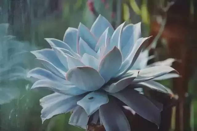 多肉白菊怎么樣養才爆仔_多肉白菊怎么養成群_多肉白菊怎么繁殖