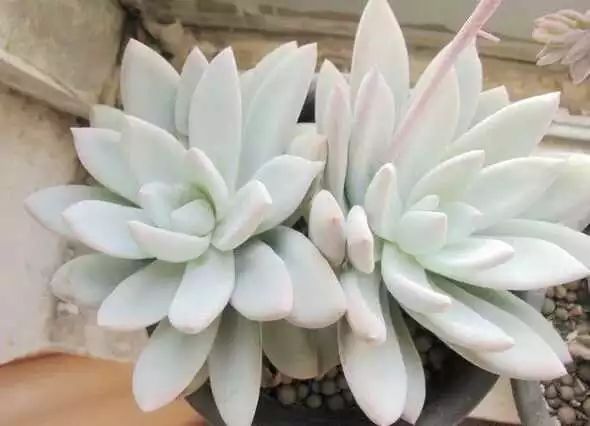 多肉白菊怎么養成群_多肉白菊怎么繁殖_多肉白菊怎么樣養才爆仔