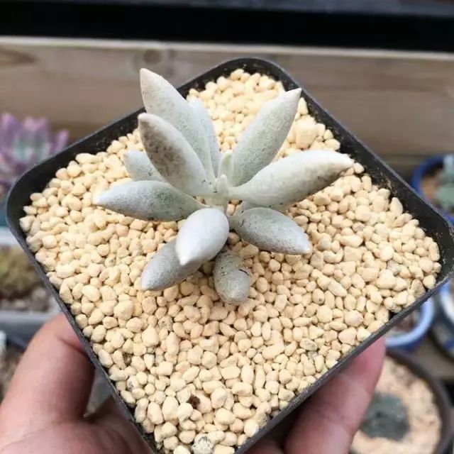 多肉白菊怎么繁殖_多肉白菊怎么養成群_多肉白菊怎么樣養才爆仔