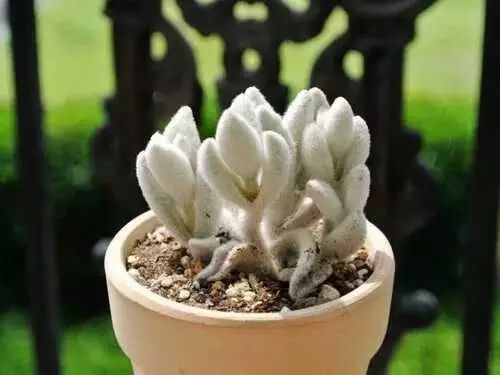 多肉白菊怎么養成群_多肉白菊怎么樣養才爆仔_多肉白菊怎么繁殖